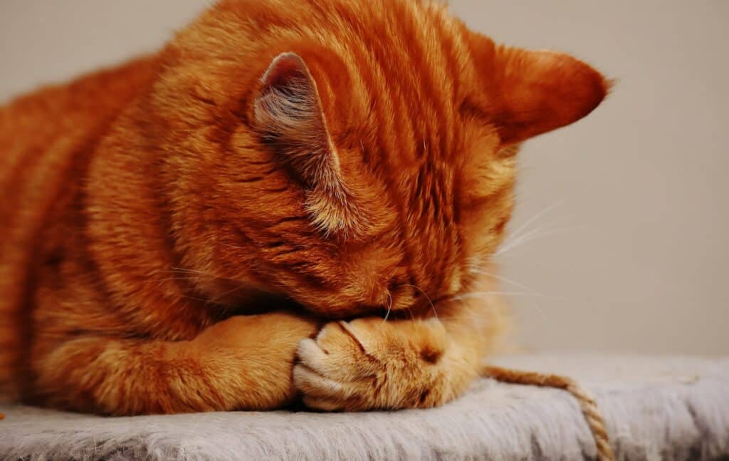 pet euthanasia - cat in pain